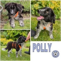 POLLY -rundum tolles Hundekind-, Hündin zur Adoption
