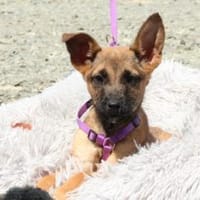 liebenswerte kleine - Nessa, Hündin zur Adoption