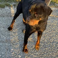 Betty  treue Rottweiler-Dame, Hündin zur Adoption