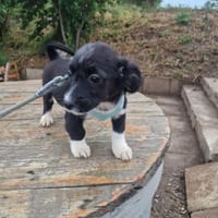 Lenny sucht ein Zuhause, Hund zur Adoption