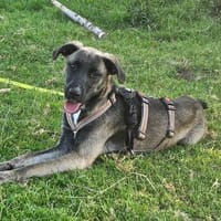 Hündin,ca. 50 cm, 20 kg, Hündin zur Adoption