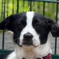 LUKAS-zuckersüßer Jung-Rüde, 29 cm, Hund zur Adoption