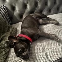 Zura sucht ihr Zuhause, Hündin zur Adoption