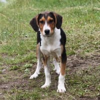 Mia - Körbchen zum Träumen gesucht, Hündin zur Adoption