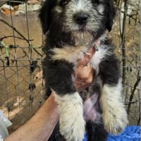 Patty, verspielte Hündin sucht Zuhause, Hund zur Adoption