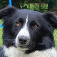 JASMIN- wunderschöne Hündin,52 cm, Hündin zur Adoption