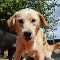 Cirana, Pflegestelle in NRW, Hündin zur Adoption