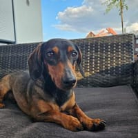 Malna sucht neues Zuhause, Hündin zur Adoption