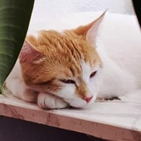 SWEETY - verschmustes Sahnetörtchen, Katze zur Adoption