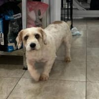 Rico, allerliebster Hund sucht Familie, Hund zur Adoption
