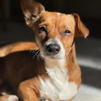 Nala, Prinzessin sucht Zuhause, Hündin zur Adoption