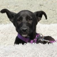 Minka sucht liebes zu Hause...., Hündin zur Adoption