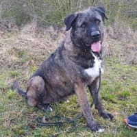Duke wünscht sich so sehr eine 2. Chance, Hund zur Adoption