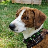 🧡 Bomber  junger Herzenshund, Hund zur Adoption