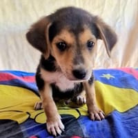 Bruno sucht ein Zuhause, Hund zur Adoption