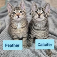 Feather und Calcifer, Kater zur Adoption