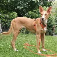 Hündin Melly sucht (mit Jagtinstinkt), Hündin zur Adoption