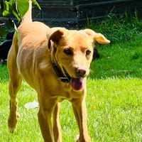 Traumhund Piloto, Hund zur Adoption