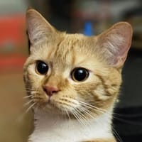 COOKY - süß wie ein Keks, Katze zur Adoption