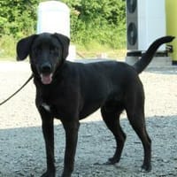 Ryan sucht seine Lieblingsmenschen.., Hund zur Adoption