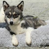 Limo sucht liebevolles zu Hause..., Hund zur Adoption