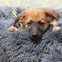 Kendy sucht sein Glück..., Hund zur Adoption