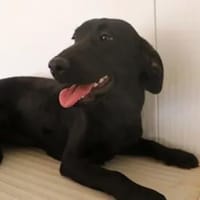 MARILENA - so eine süße Maus, Hund zur Adoption