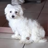 Sunny in 27478 Cuxhaven #, Hund zur Adoption