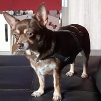 Kicsi in 27478 Cuxhaven #, Hündin zur Adoption