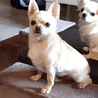 Zeus in 27478 Cuxhaven #, Hund zur Adoption
