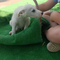 Pascal reist nach Deutschland, Hund zur Adoption
