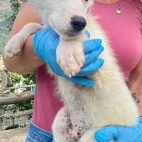 Filou reist nach Deutschland, Hund zur Adoption