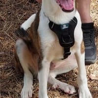Mickey, freundlicher, taffer Welpe, Hund zur Adoption