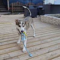 Akani, auf Pflege in NRW, Hund zur Adoption