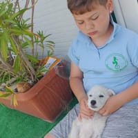 Vito reist nach Deutschland, Hund zur Adoption