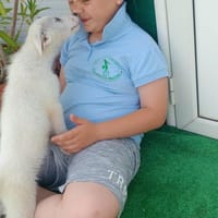 Enzo reist nach Deutschland, Hund zur Adoption