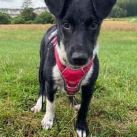 Die liebe❤Aymee❤sucht ihre Menschen, Hündin zur Adoption