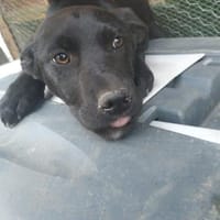 Kleine Ebony sucht ihr Für-immer-Zuhause, Hündin zur Adoption