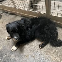 Uggy, chien à adopter