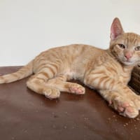 KENAFEH, chat à adopter