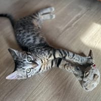 COMETE, chat à adopter