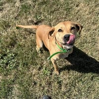 FAUVE, chienne à adopter