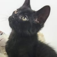 TIGRE, chatte à adopter