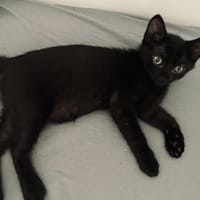 NERO, chat à adopter