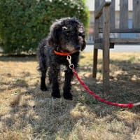 TOM, chien à adopter