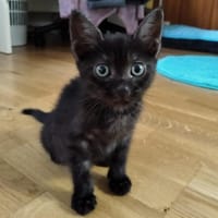 HYACINTHE CHA, chatte à adopter