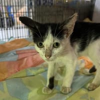 RAY, chatte à adopter