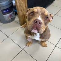 JULIE, chienne à adopter