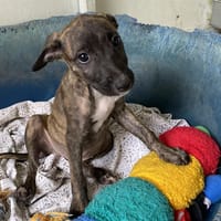 MARY, chienne à adopter