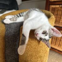 ORION, chat à adopter